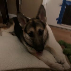 Meet your Posher, Amy